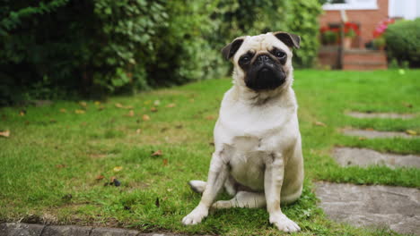 cute pug dog rotating, tilting head, surprised, alert sitting outside