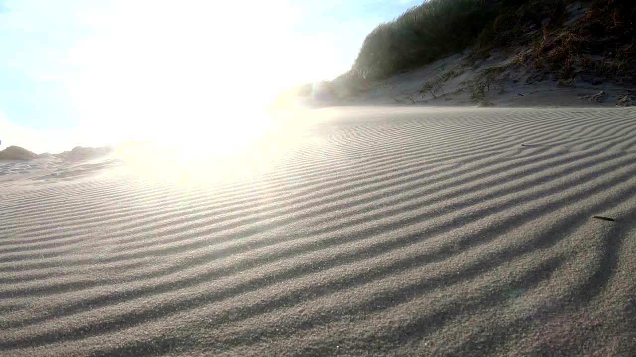 Sand dunes with dune grass in the storm of the North Sea, hiking dunes, dike protection, Sondervig, Jutland, Denmark, 4k