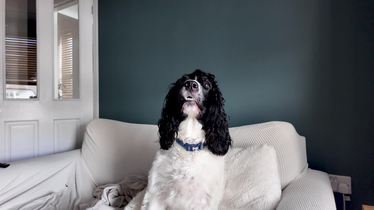English springer spaniel sitting on a sofa looking up in a cozy domestic environment. Push Forward, Slow Motion Shot