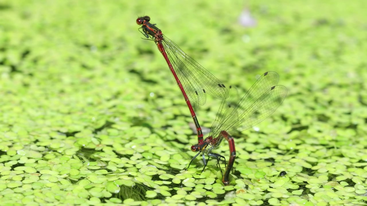 Una coppia di damigelle rosse grandi, Pyrrhosoma nymphula, che depone le uova in uno stagno da giardino coperto di lenticchie d'acqua. Estate. Regno Unito