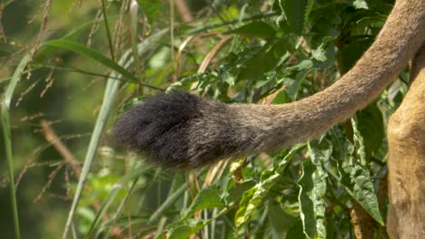 Close-up-of-Lion's-tail-slowly-wagging-back-and-forth