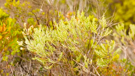 lush green shrubs sway gently in the coastal breeze under natural sunlight, capturing the tranquil essence of barwon heads, australia