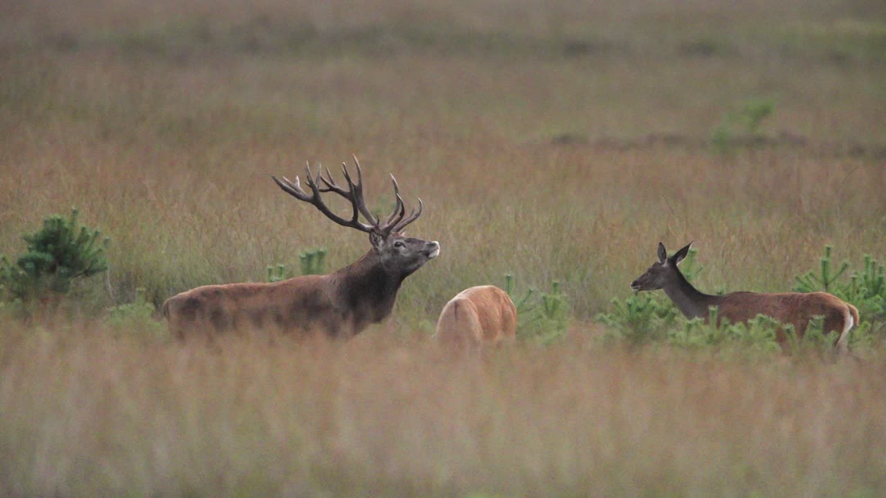 disparo medio de un majestuoso ciervo rojo con un gran rack de cuernos de pie en un campo de hierba marrón con su harén de ciervo y llamando