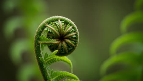 the elegant spiral of a fern frond: a close-up exploration of nature's intricate design capturing the beauty of botanical growth and freshness in a lush background