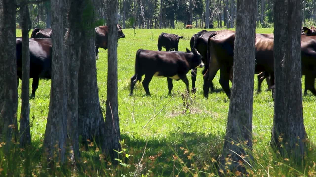 Mandria di mucche che guardano attraverso gli alberi in un pascolo erboso della Florida