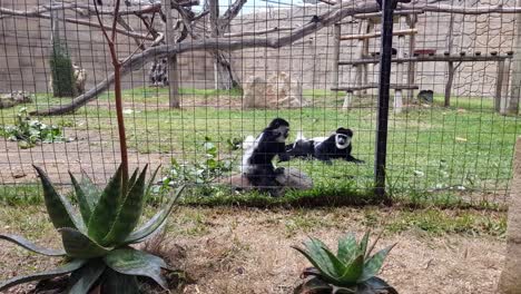 two black and white colobus monkeys sitting on a rock and eating a twig with leaves. two monkeys in the zoo behind the fence eating and playing with each other