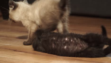 two kittens playfully wrestle on wood floor, 4k