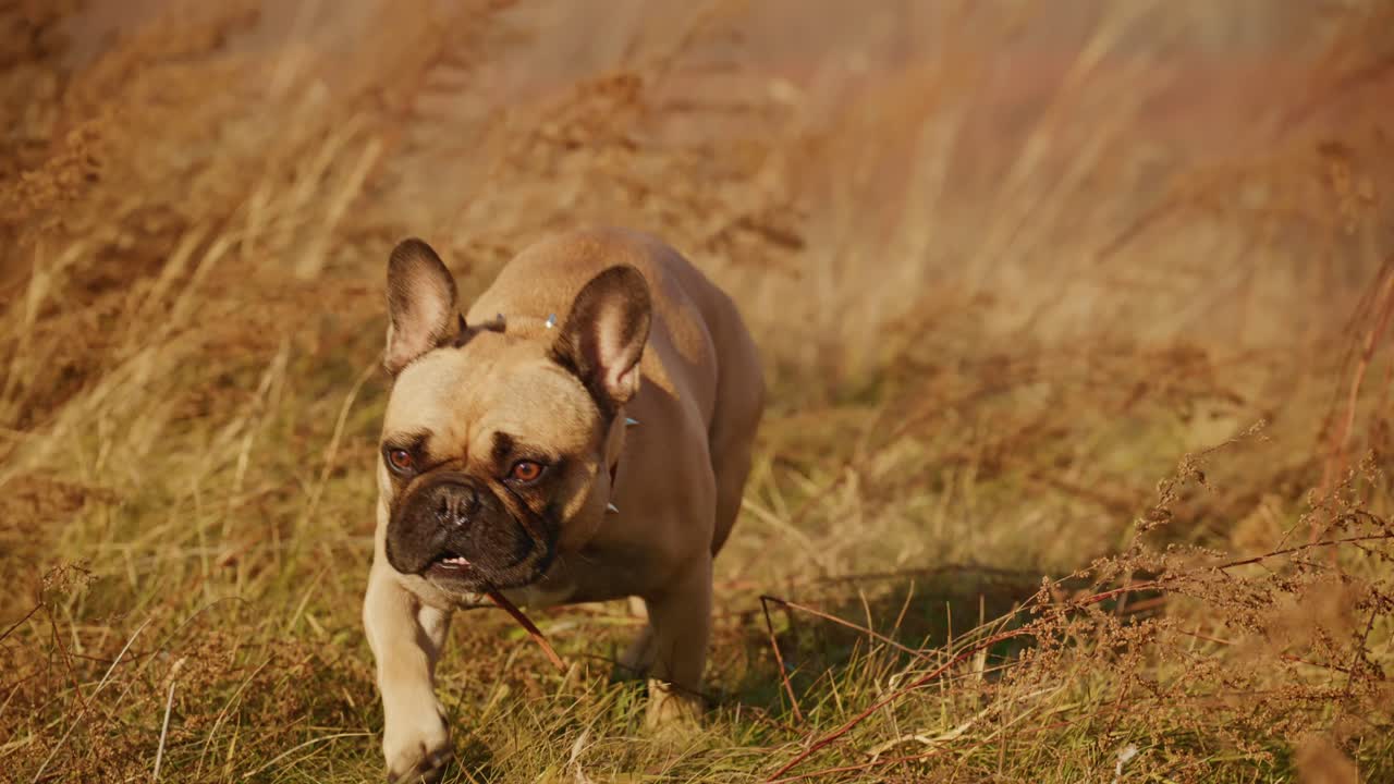 En leken hund som gledelig utforsker et naturskjønt landskap omgitt av høyt gress under en klar, blå himmel, som fanger gleden ved utendørseventyr og naturens skjønnhet