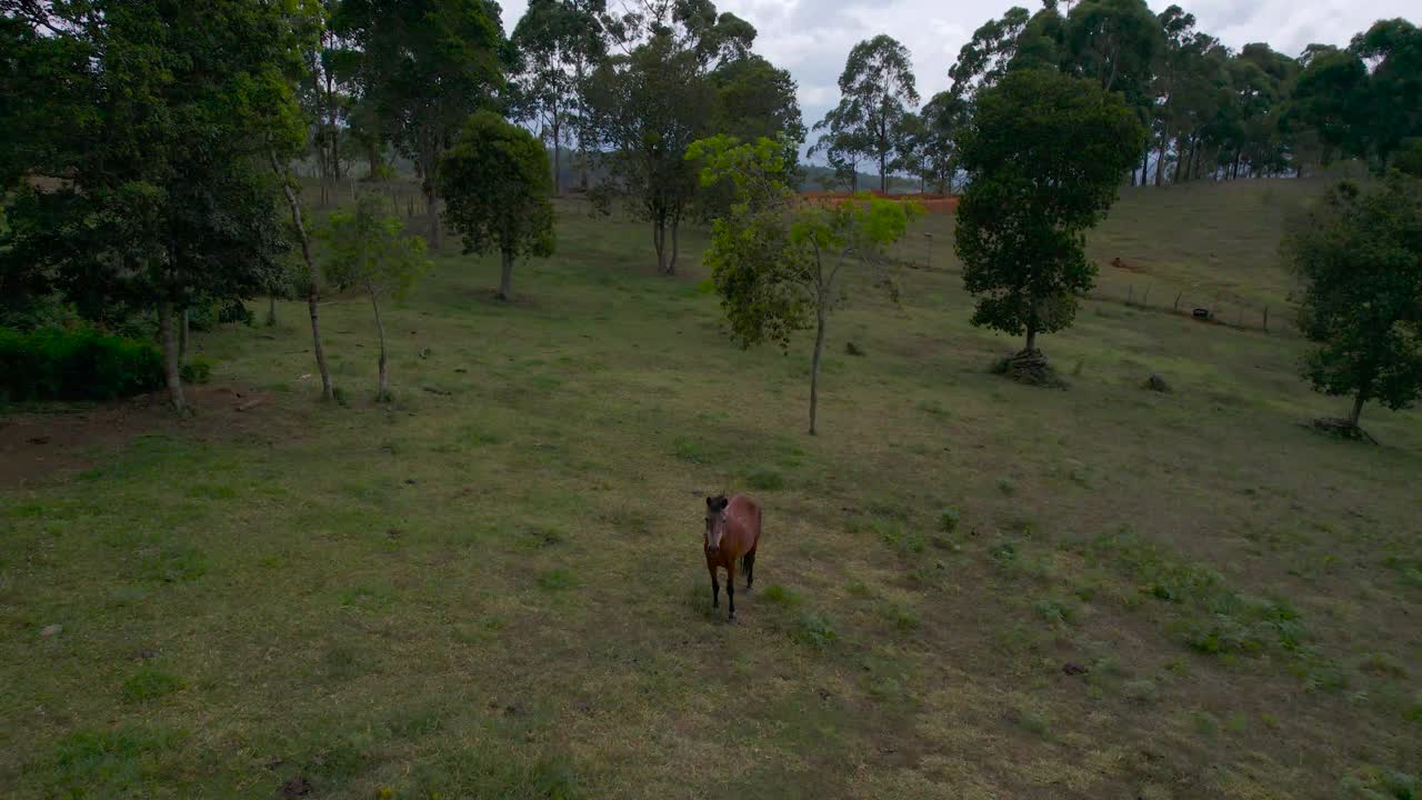 Carrellata in avanti verso un cavallo in mezzo ai campi in Colombia in una giornata nuvolosa.