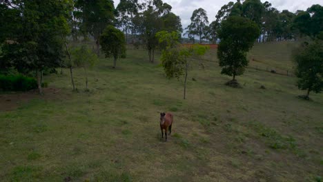 dolly inn to a horse in middle of fields in colombia at a cloudy day