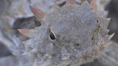 horned lizard