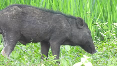 pig relaxing green grass .meat