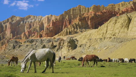 Horses-are-grazing-on-the-green-grassland-of-Upper-Mustang-Nepal-with-red-cliff-like-mountains-in-the-background