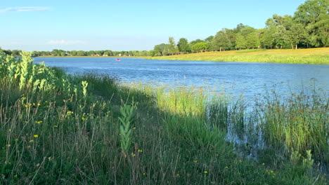 Nahaufnahme-Von-Wildblumen,-Die-Sich-An-Einem-Sommertag-Im-Wind-Wiegen