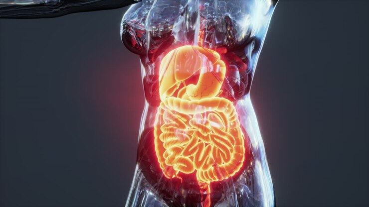 Anatomy of human body with digestive system
