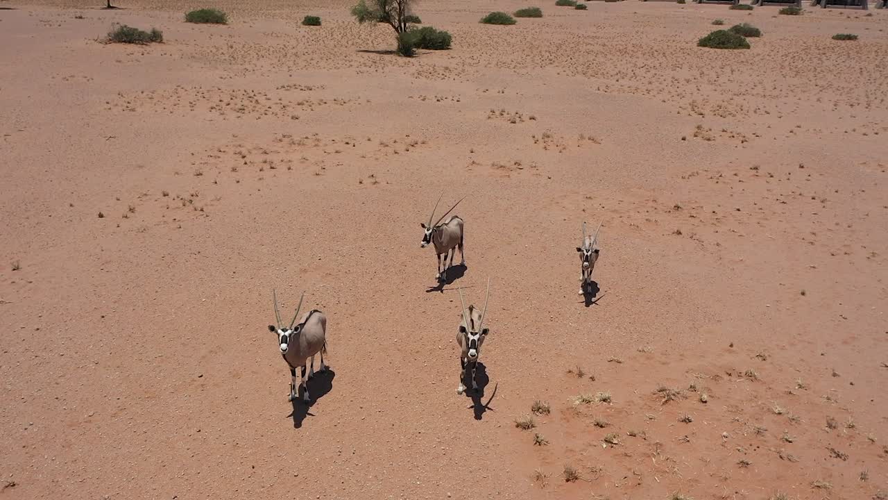 Antelopes can be seen in this aerial video running through Namibia's desert on a sunny day