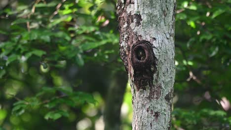 collared pygmy owl, taenioptynx brodiei, kaeng krachan, thailand