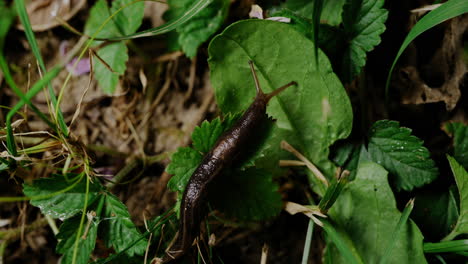 The-brown-snail-leisurely-makes-its-way-across-the-vibrant-green-grass,-gliding-at-a-slow-pace-and-leaving-a-shimmering-path-behind-as-it-explores-the-lushness-of-its-environment