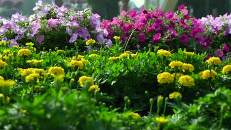 uae: closeups of the flowers at dubai miracle gardens in the united arab emirates, 4k footage