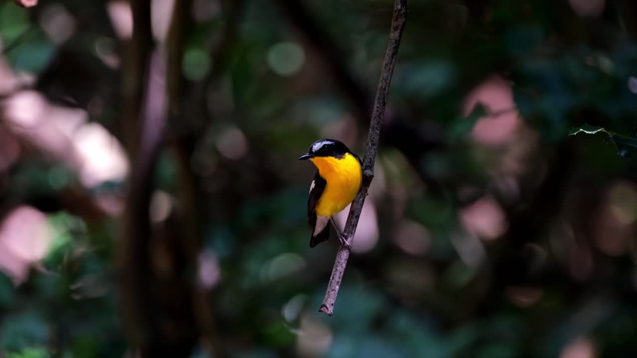 encaramado en una ramita colgante mientras mira a la izquierda, papamoscas de rabadilla amarilla ficedula zanthopygia, parque nacional kaeng krachan, tailandia