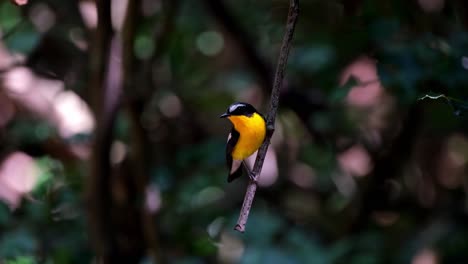 perched on a hanging twig while looking to the left, yellow-rumped flycatcher ficedula zanthopygia, kaeng krachan national park, thailand