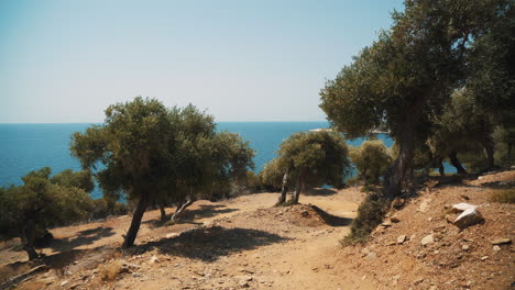 olive trees against the backdrop of the sea