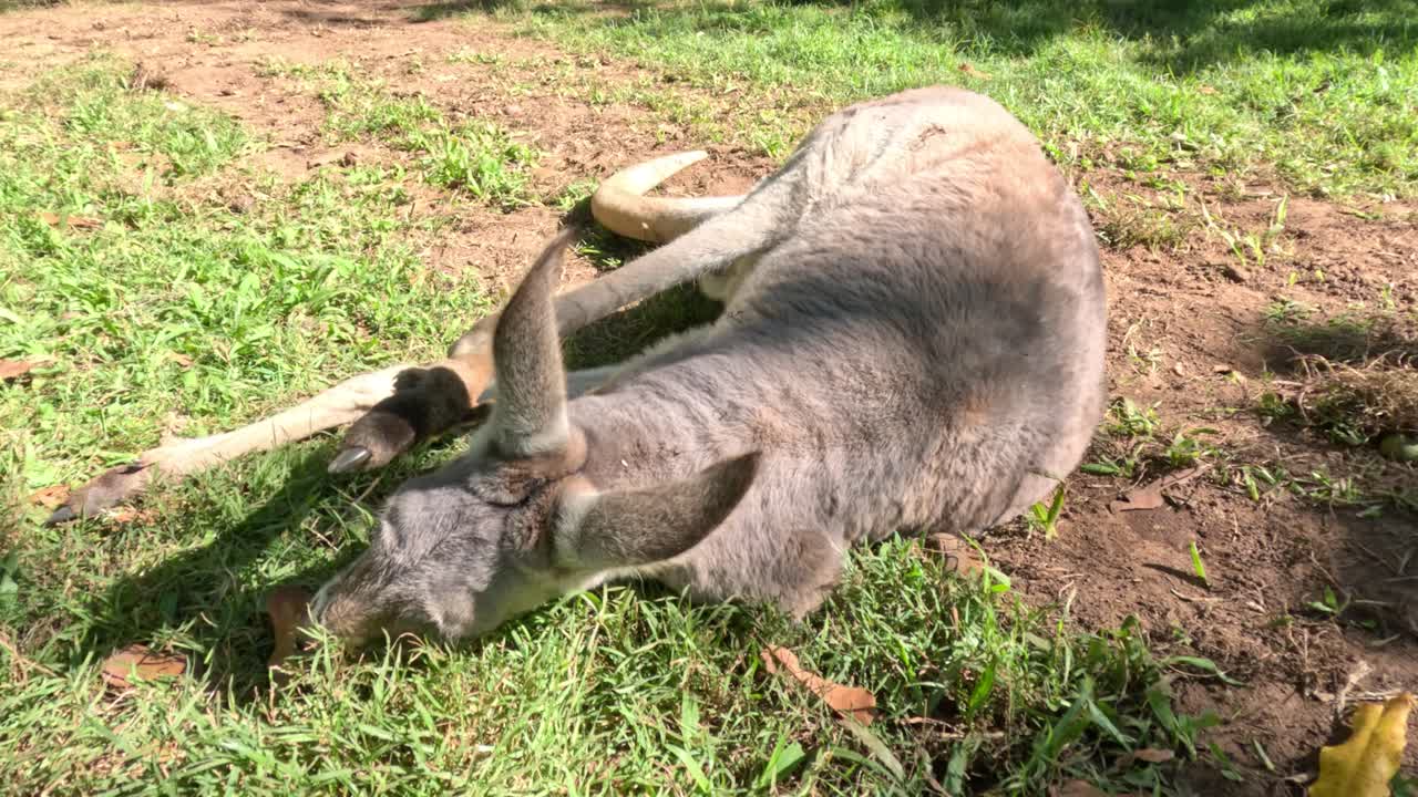Kangaroo lying down and resting on grass