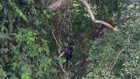 el oso negro asiático bajando de un árbol fructífero, ursus thibetanus, también se llama oso negro asiático