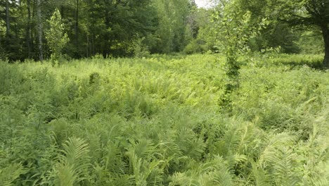 Drone-Moviéndose-Lentamente-Sobre-Helechos-En-El-Bosque