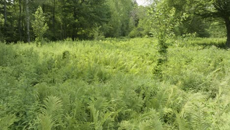 drone moviéndose lentamente sobre helechos en el bosque