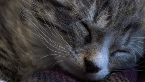 lindo gatito atigrado dormido en una manta