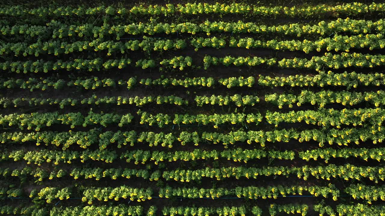 vista aérea del jardín de girasoles al amanecer. 4k