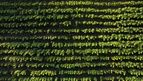aerial view of sunflower garden at sunrise. 4k