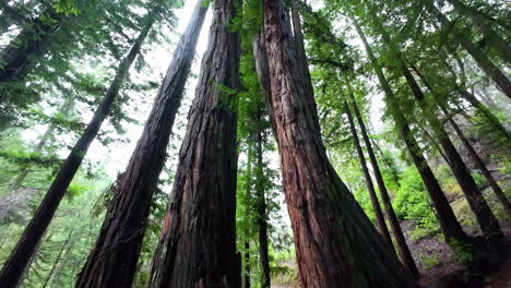la inclinación hacia arriba revela los bosques de california, nublado