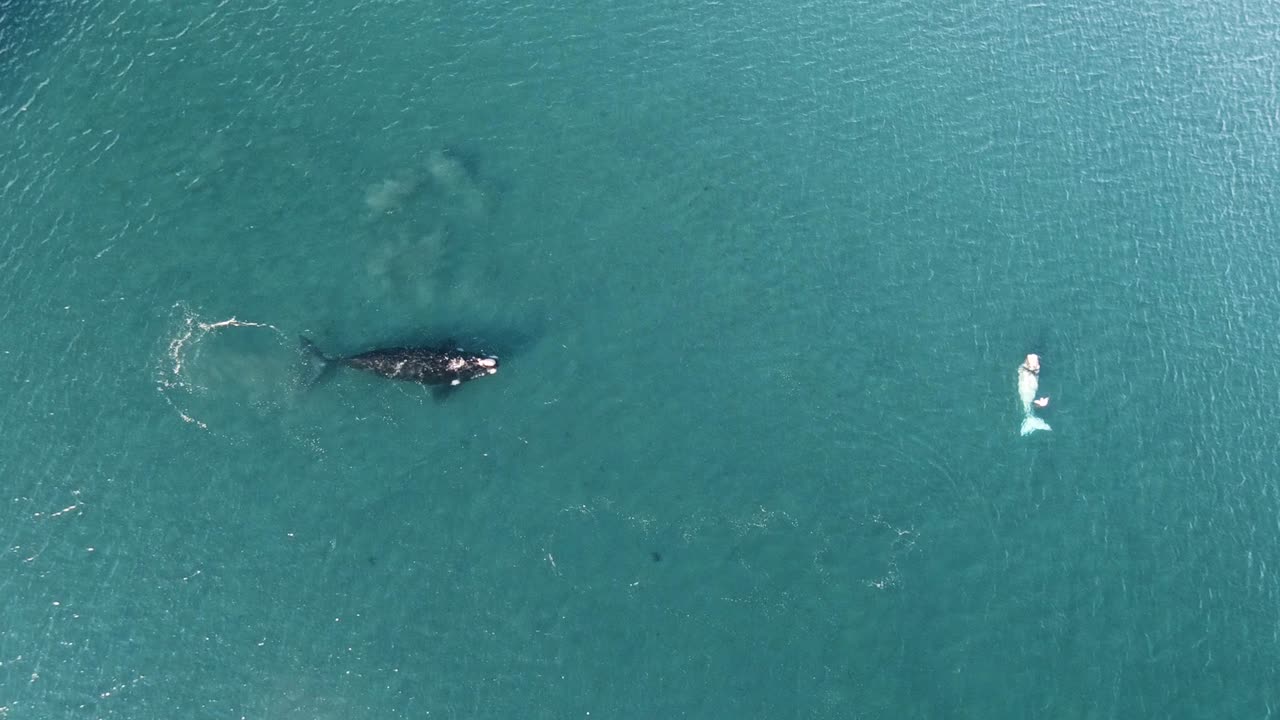 ballena bebé saltando saltando, toma aérea, cámara lenta