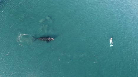 baby whale breaching jumpoing, aerial shot, slowmotion