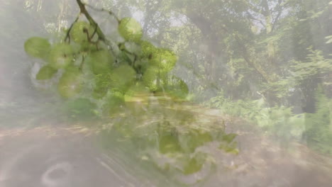 sunlight filtering through trees on forest path with translucent leaf animation