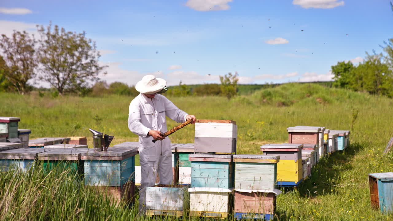 Calm male beekeeper looking thoroughly the frame. Multiple bees flying quickly around the man. Sunny nature backdrop.