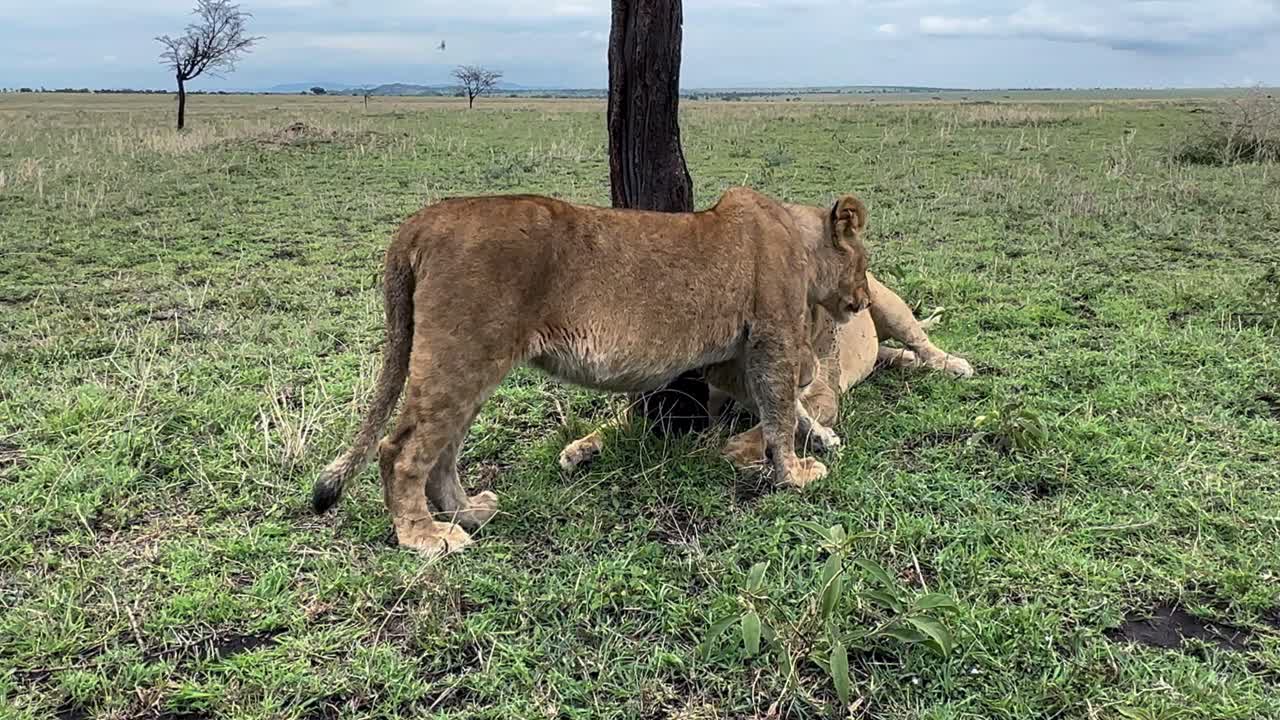 마사이 사자 (panthera leo massicus) 는 탄자니아 세렌게티 국립공원에서 자랑스러워합니다.