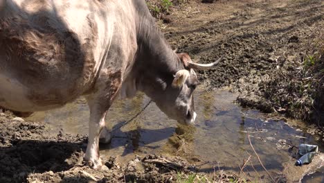 cattle drinking water