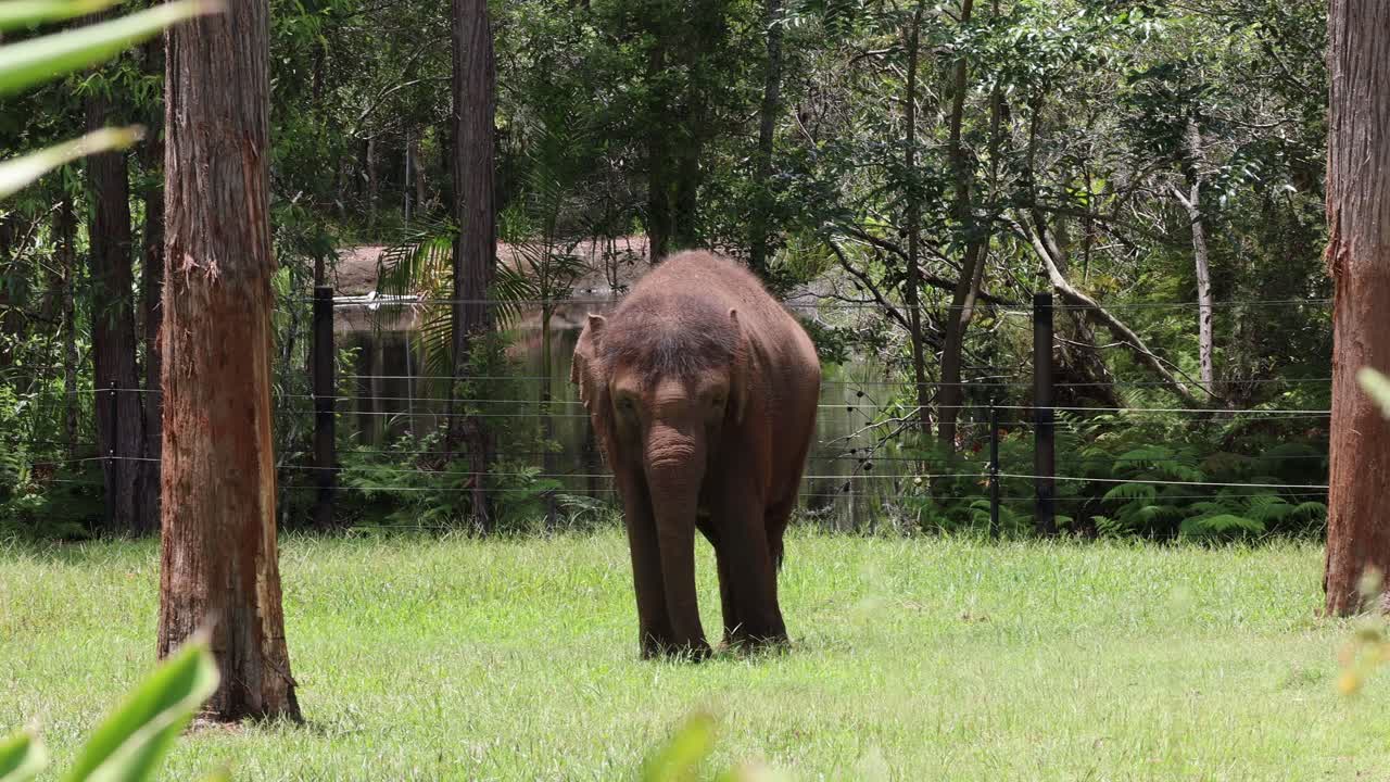 elefante caminando a través de un recinto de hierba en el zoológico