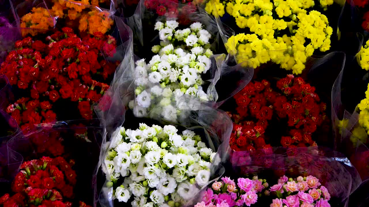 hermosa y colorida kalanchoe blossfeldiana plantada en macetas para ser vendida en floricultura