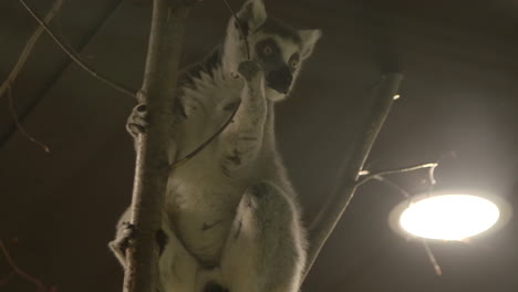 Süßer-Und-Kuscheliger-Lemur-In-Einem-Baum---Gefangene-Tiere-In-Einem-Zoo
