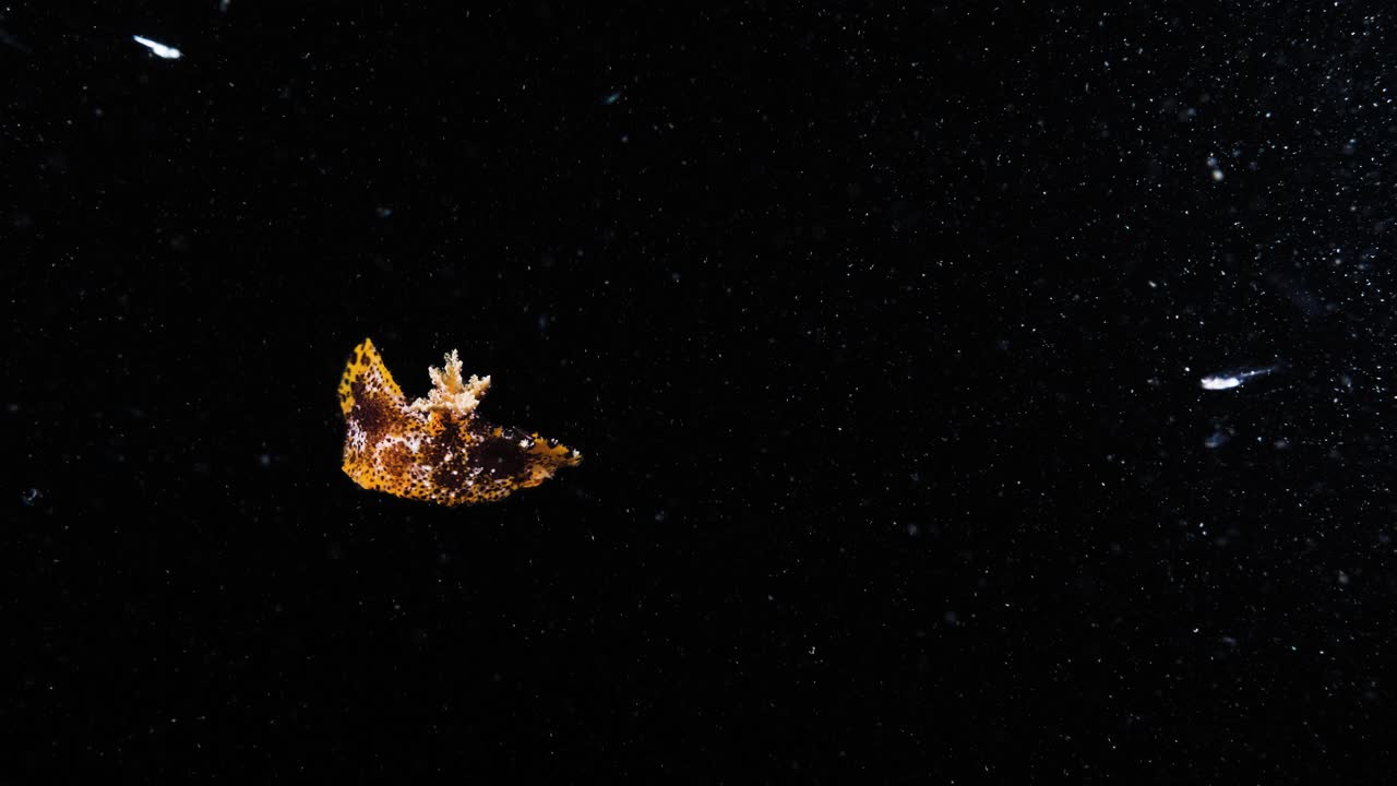 Unique underwater footage of a stunning Nudibranch plocamopherus moving vigorously in the dark ocean currents