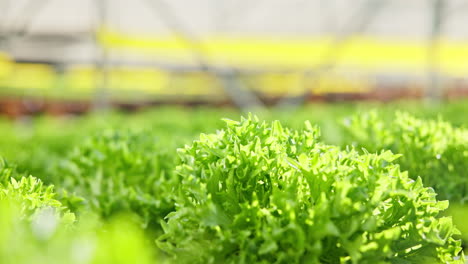 hydroponic lettuce growing in greenhouse
