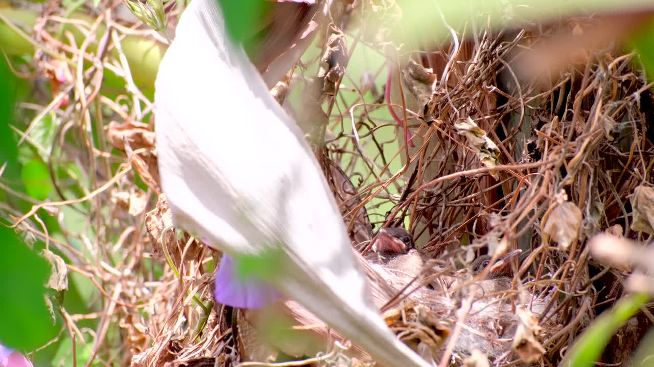 Padre bulbul de El Cabo emprende el vuelo mientras el polluelo en el nido se sienta con la boca abierta de hambre