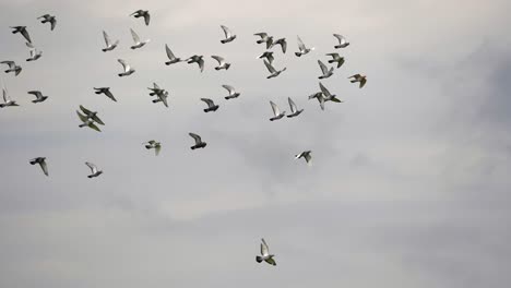 toma cinematográfica de muchas palomas volando en cámara lenta contra el cielo gris, 4k - ornitología en el cielo