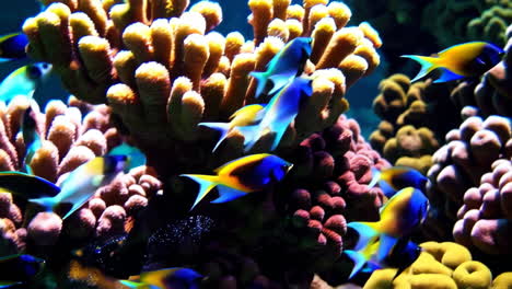 colorful fish schooling around a coral reef