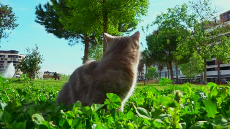 Gato-Afuera-En-Un-Parque-En-El-Césped-Durante-El-Día-Soleado,-Mirando-Y-Observando-El-área