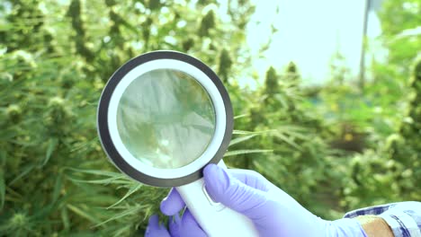 Scientist-examining-cannabis-plants-with-magnifier